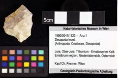 Foto (Objket + Etiketten) von Decapoda indet. 